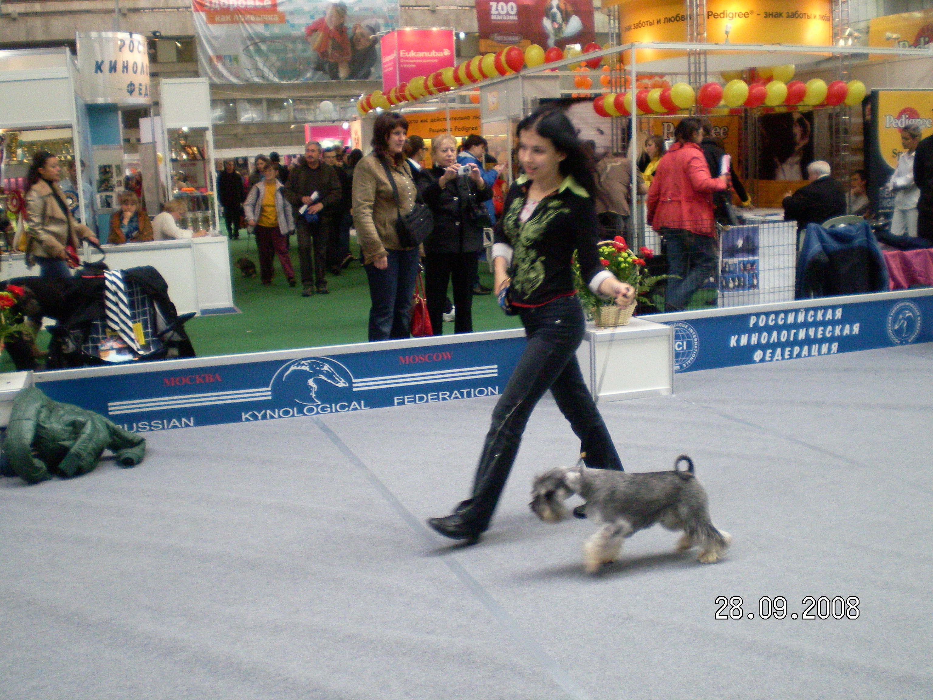 хендлер РКФ, хендлинг, показ собак на выставке